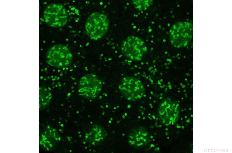 Lipid Droplets: Key Regulators of Cellular Function Beyond Fat Storage