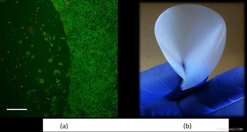 Innovative, Non‑Toxic Material Effectively Prevents Post‑Surgical Adhesions