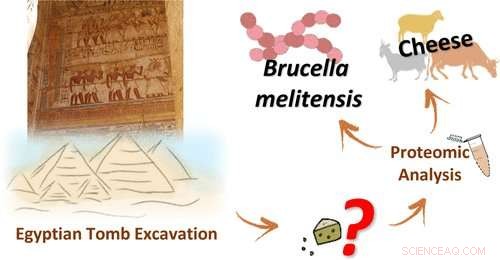 Ancient Egyptian Tomb Reveals World’s Oldest Cheese