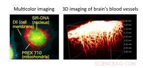 Long‑Term Bioimaging with a Novel Near‑Infrared Fluorescent Dye
