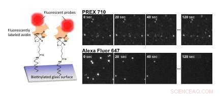 Long‑Term Bioimaging with a Novel Near‑Infrared Fluorescent Dye