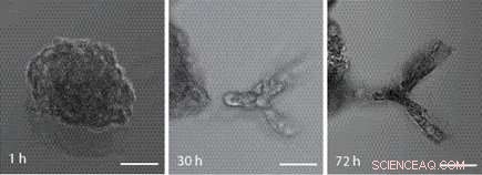 Revolutionizing Drug Testing: 3D Microtissues Replace Animal Models