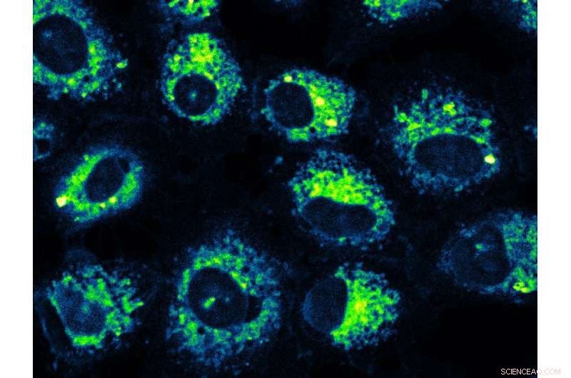 Scientists Pioneer Controlled Carbon Monoxide Release for Targeted Therapy