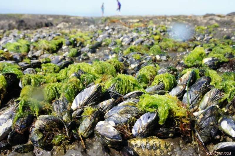 Scientists Break Elasticity–Rigidity Trade‑off in a Single Material