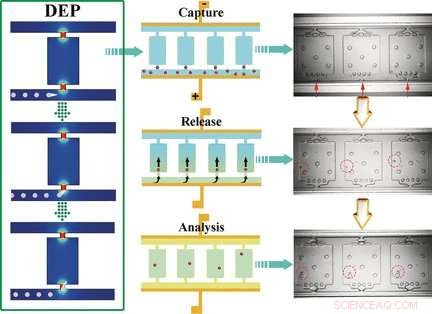 Advanced Microfluidic Chip Enables Precise Single-Cell Analysis