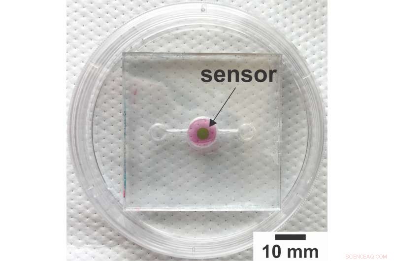 Advanced Biosensor Enables Real‑Time Oxygen Monitoring in Organs‑On‑a‑Chip