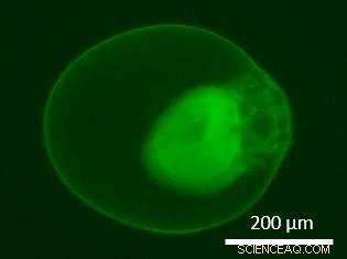 Enzyme-Powered Protocells Achieve New Performance Milestone