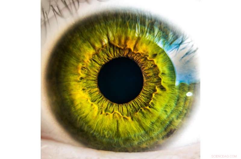 Revolutionizing Vision: Ultrathin 2‑D Material Retinas for the Blind