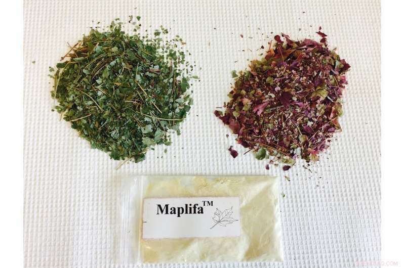 Maple Leaf Extract: A Natural Anti‑Aging Solution for Wrinkle Prevention