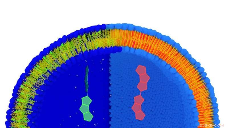 Quantifying Cellular Membrane Tension Using the FliptR Fluorescent Probe