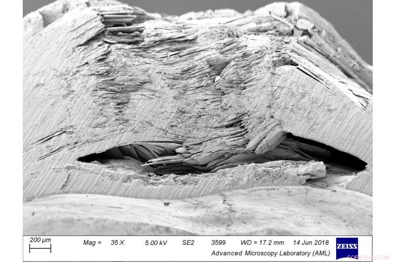 Bioengineers Discover Unexpected Sensory and Self-Healing Traits in Seashore Species
