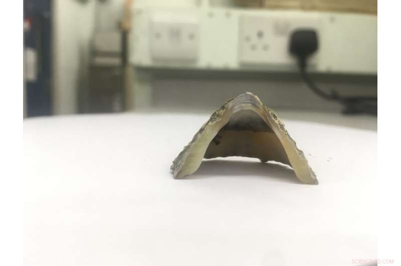 Bioengineers Discover Unexpected Sensory and Self-Healing Traits in Seashore Species