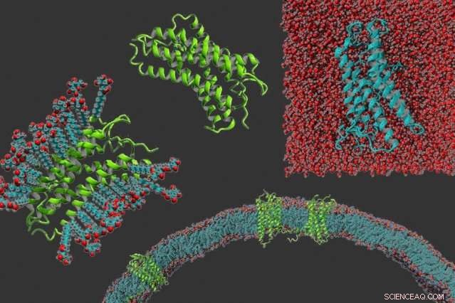 Scientists Engineer Membrane Proteins for Easier, More Reliable Research