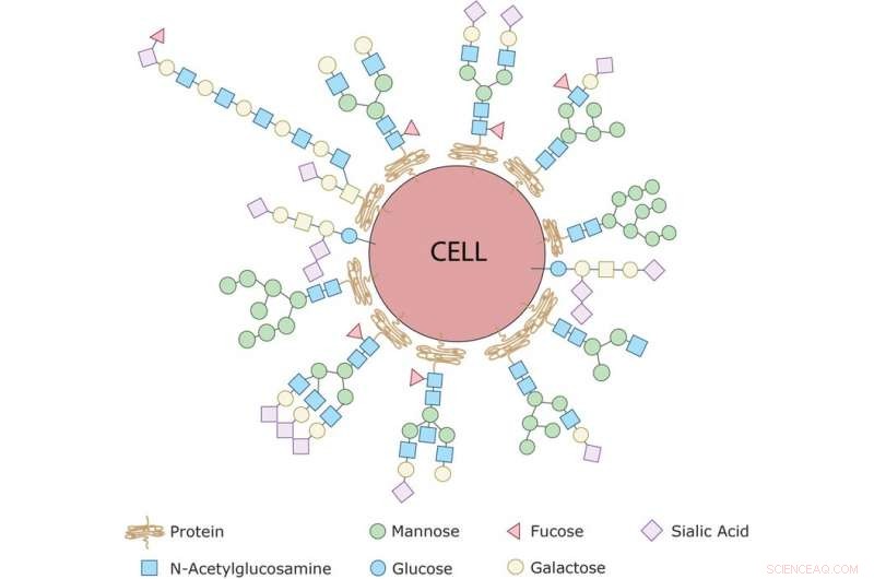 Decoding Sugars: How the Glycome Is Revolutionizing Health and Medicine