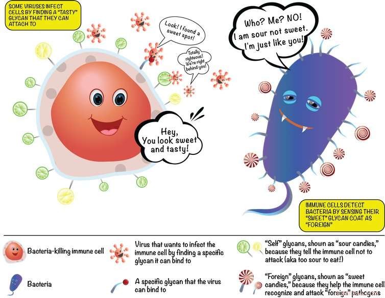 Decoding Sugars: How the Glycome Is Revolutionizing Health and Medicine