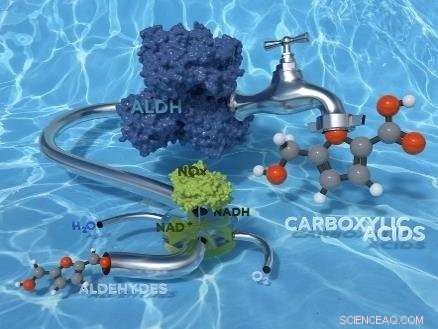 Revolutionizing Green Chemistry: Sustainable, Highly Selective Biocatalytic Conversion of Aldehydes to Carboxylic Acids