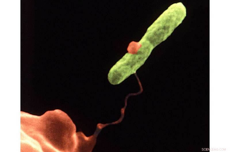 Fast, Reliable Water Tests Detect Contamination in Minutes, Not Weeks