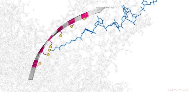 Oxford Researchers Build a Miniature Molecular Hopper to Transport Individual DNA Strands