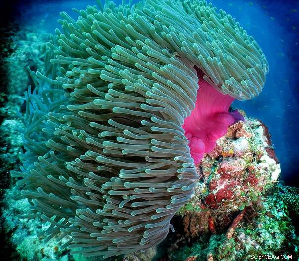 Heteractis magnifica Sea Anemones: A Promising Neuroprotective Approach Against Alzheimer s