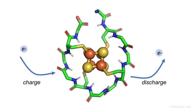 Scientists Discover Protein Likely Present at Life’s Origin