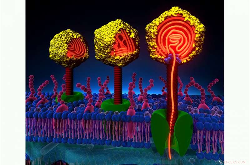 How Viral DNA Mechanics Influence Infection Outcomes