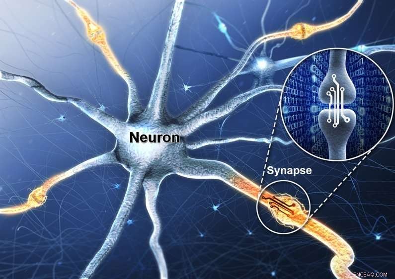 Advanced Artificial Synaptic Device Mimics Human Brain Functionality