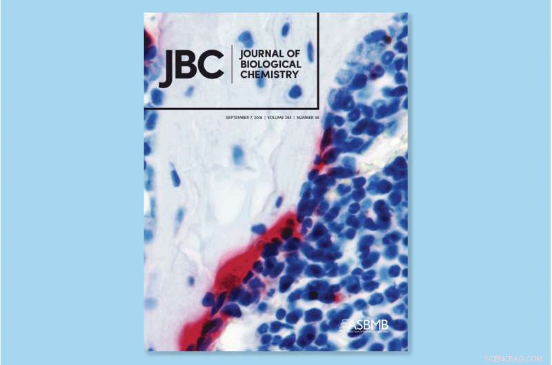 Excess Bone Resorption in Lehman Syndrome: How a Gene Mutation Drives Osteoblast Overactivity