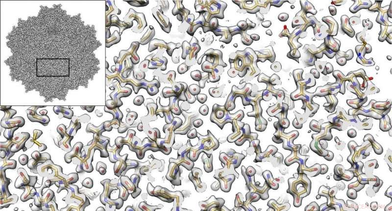 Electron microscopy reveals a tiny virus’s structure, opening doors to new therapies