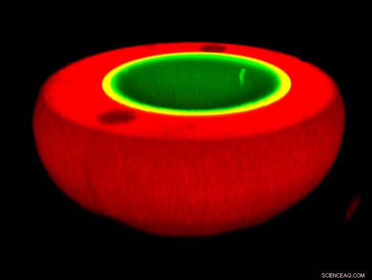 Protocell Guests Escape Their Host Coacervate Nest