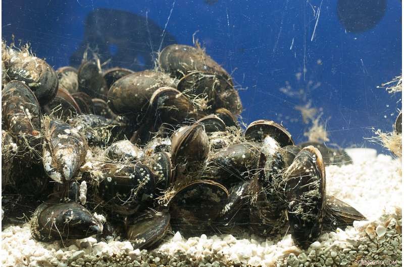 Purdue Scientists Create Toxin‑Free Adhesive Inspired by Marine Life