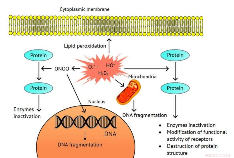 Biochemists Uncover the Role of Reactive Oxygen Species in Cisplatin Resistance of Ovarian Cancer Cells