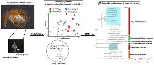 Ants Unveil Powerful Venom Secrets