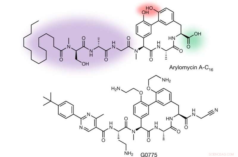 Engineered Arylomycin Shows Promise Against Drug-Resistant Bacteria