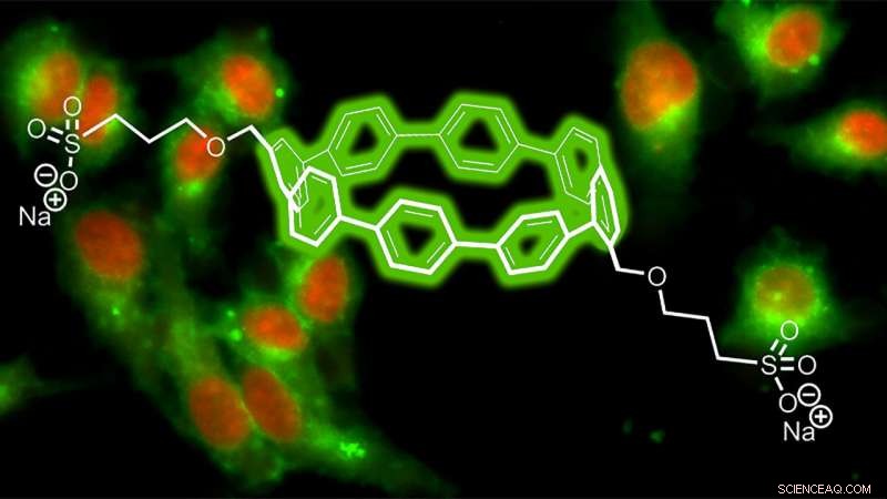 Researchers Develop Circular Fluorescent Nanohoops for Precise Biological Imaging