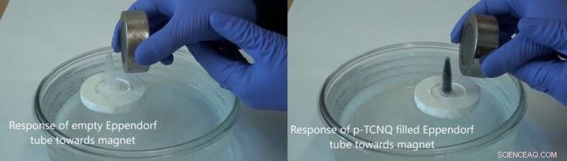 Unlocking Organic Ferromagnetism: Capturing Spin Dynamics in Glassy Organic Networks