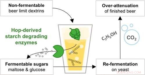 Crafting Hoppy Beer: Safe Brewing without Bottle Explosions or Excess Alcohol
