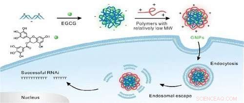 Green Tea Compound Enhances siRNA Cellular Uptake