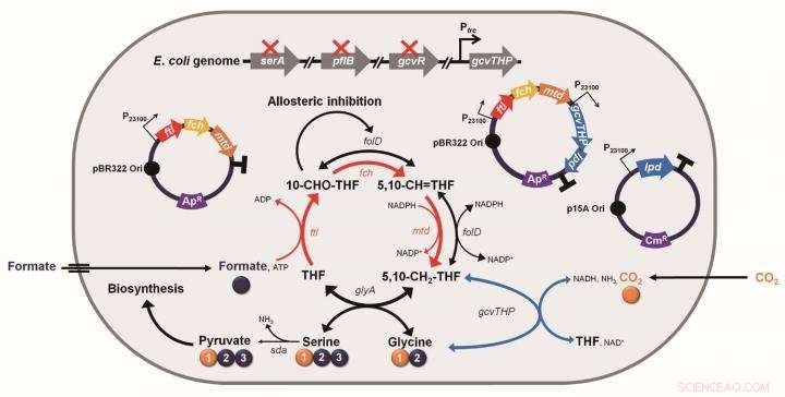 Engineered E. coli Converting Formic Acid and CO₂ into Valuable C1 Products
