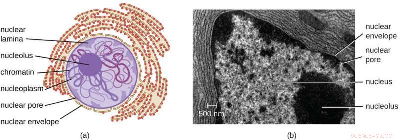 Synthetic Organelle Reveals How Tiny Cellular Puddles Function