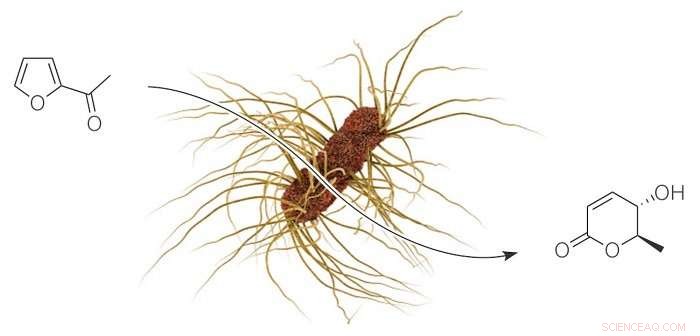 Aalto University Researchers Pioneer Enzyme-Based Method to Valorize Biorefinery Furans