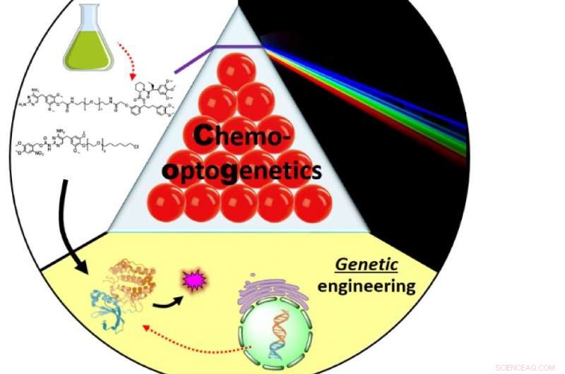 Exploring Cellular Dynamics: A Novel Chemico‑Optogenetic Approach