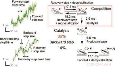 Chitinase Drives Efficient Hydrolysis of Recalcitrant Biomass Using a Burnt‑Bridge Brownian Monorail Mechanism