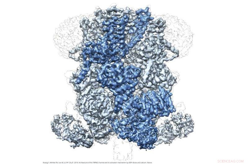 New Cryo-EM Study Deciphers TRPM2 Protein Structure Key to Body Temperature Regulation