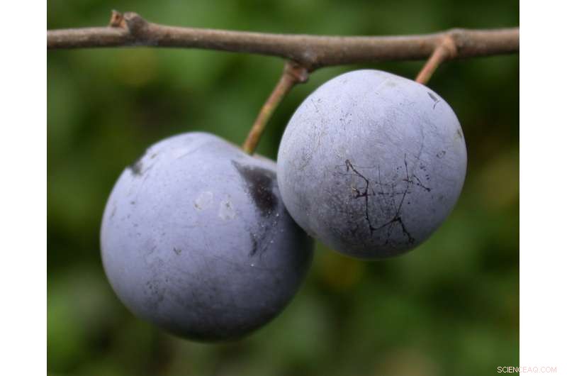 Innovative Bio‑Inspired Surfaces Disrupt Insect Adhesion, Unveiling Unexpected Slippage