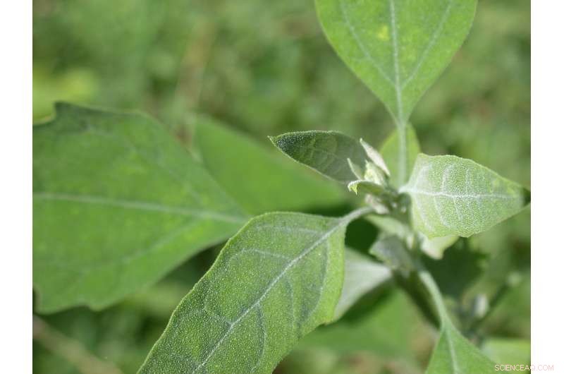 Innovative Bio‑Inspired Surfaces Disrupt Insect Adhesion, Unveiling Unexpected Slippage