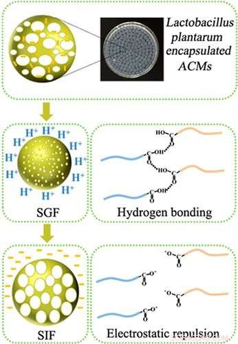 Safeguarding Probiotics Through the Stomach for Optimal Intestinal Delivery