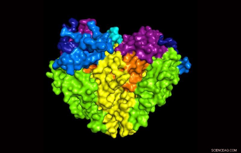 Scientists Identify Key Molecular Channel Regulating Blood Pressure