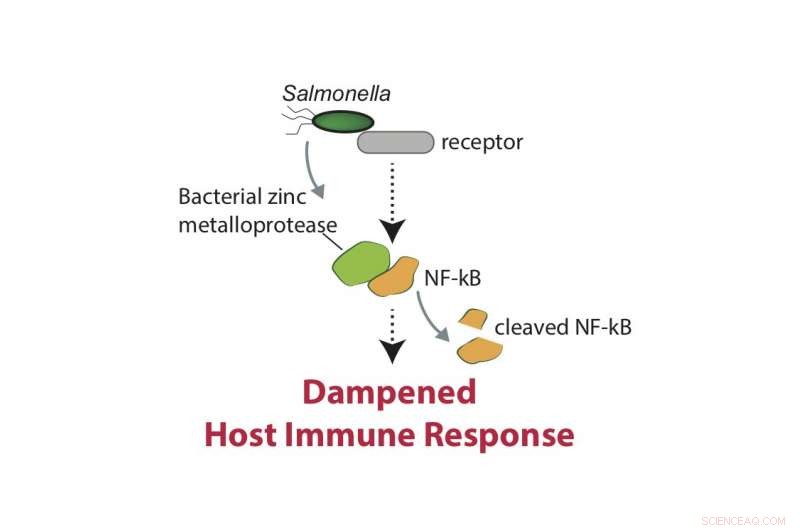 Salmonella Protein Mimics DNA, Undermining Host Cell Defenses