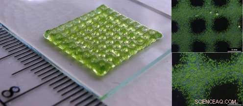 Revolutionizing Biofabrication: 3‑D Bioprinted Living Structures Equipped with Integrated Chemical Sensors