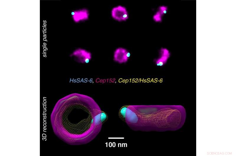 Super-Resolution Microscopy Transforms 2‑D Images into Multicolor 3‑D Models